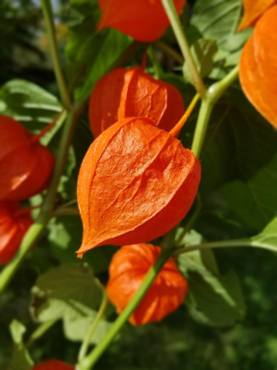 Chinese Lantern Lantern Seeds