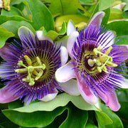Mixed Passion Passiflora Seeds