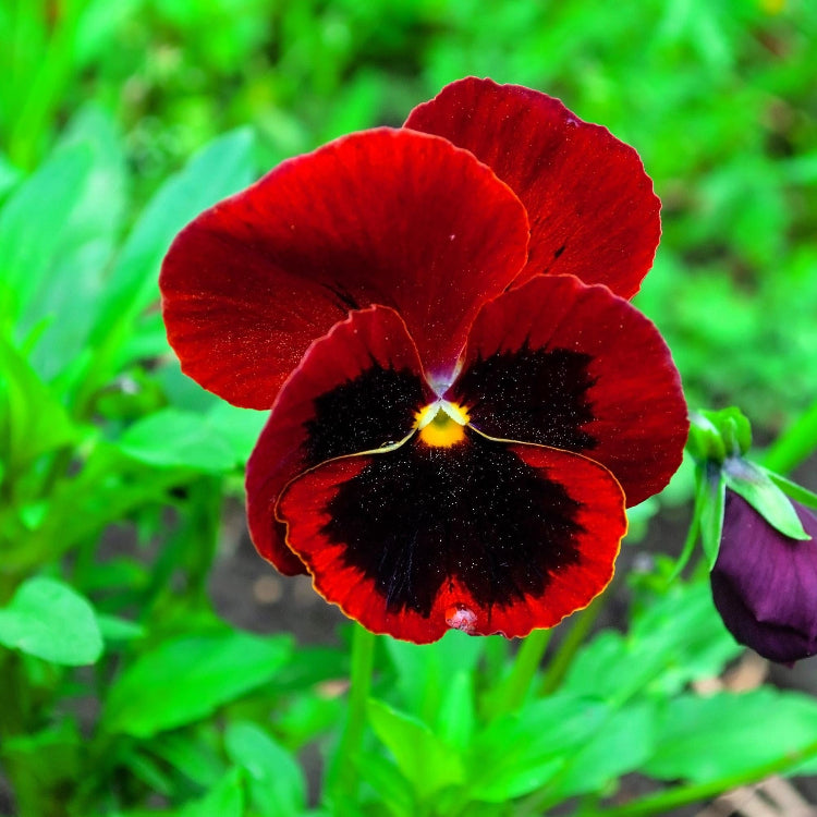 Red & Brown Pansy Seeds