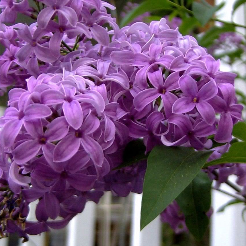 Syringa Vulgaris Lilac Seeds