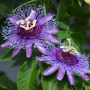 Purple Passionflower Seeds