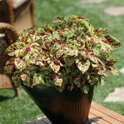 Wizard Mosaic Coleus Seeds