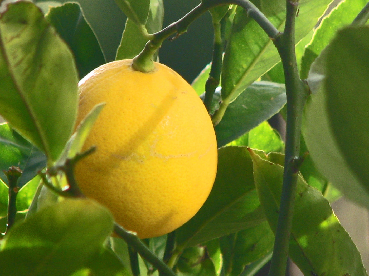 Dwarf Citrus Meyer Lemon Seeds