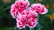 Pink Carnation Seeds