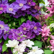 Mixed Colors Clematis Seeds
