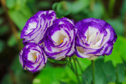 Prairie Gentian Lisianthus Seeds