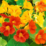 Mixed Color Nasturtium Seeds