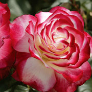 Rosa Seeds, Cherry Parfait