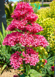 Perennial Red Valerian Seeds
