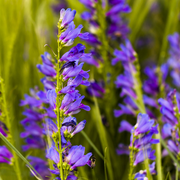 Rocky Mountain Beardtongue Penstemon Strictus Seeds