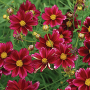 Mercury Rising Coreopsis Seeds