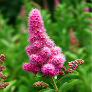 Hardy Pink Spiraea Douglasii Seeds