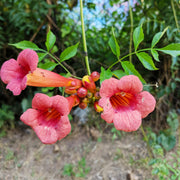 Hummingbird Vine Seeds, Scarlet Trumpet