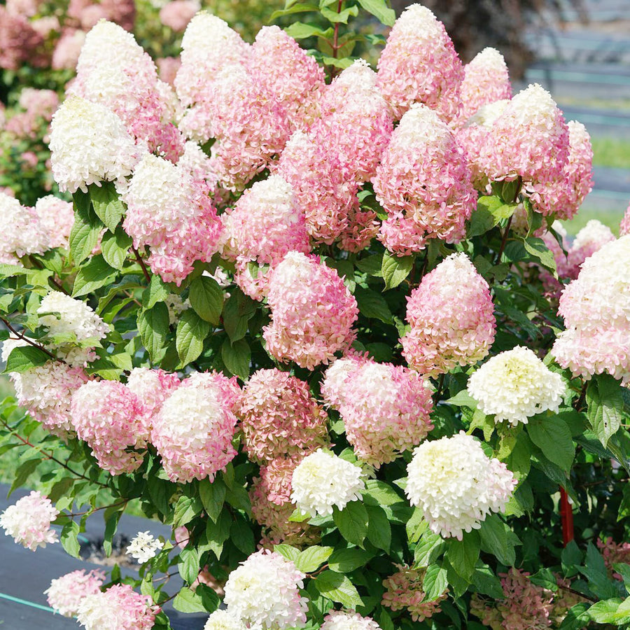 Strawberry Hydrangea Seeds
