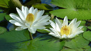 White Water Lily Nymphaea Seeds