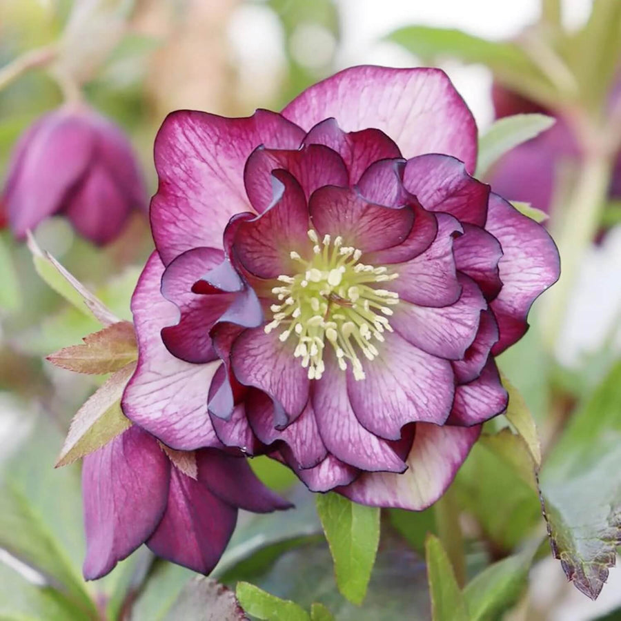 Helleborus Perennial Lenten Rose Seeds