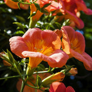 Climbing Scarlet Trumpet Vine Seeds