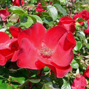 Red Rosa Rugosa Seeds