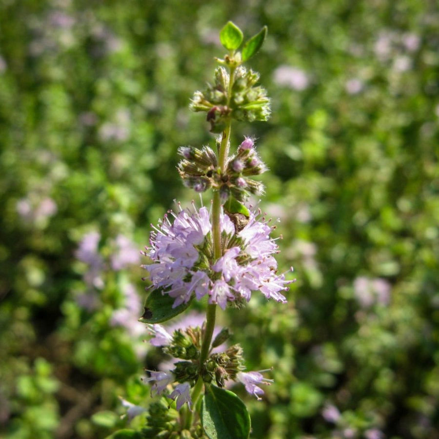 Perennial Pennyroyal Seeds