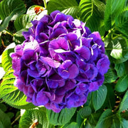 Dark Purple Hydrangea Seeds