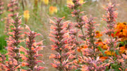 Hummingbird Mint Seeds