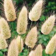 Hare's Tail Grass Lagurus Ovatus Seeds