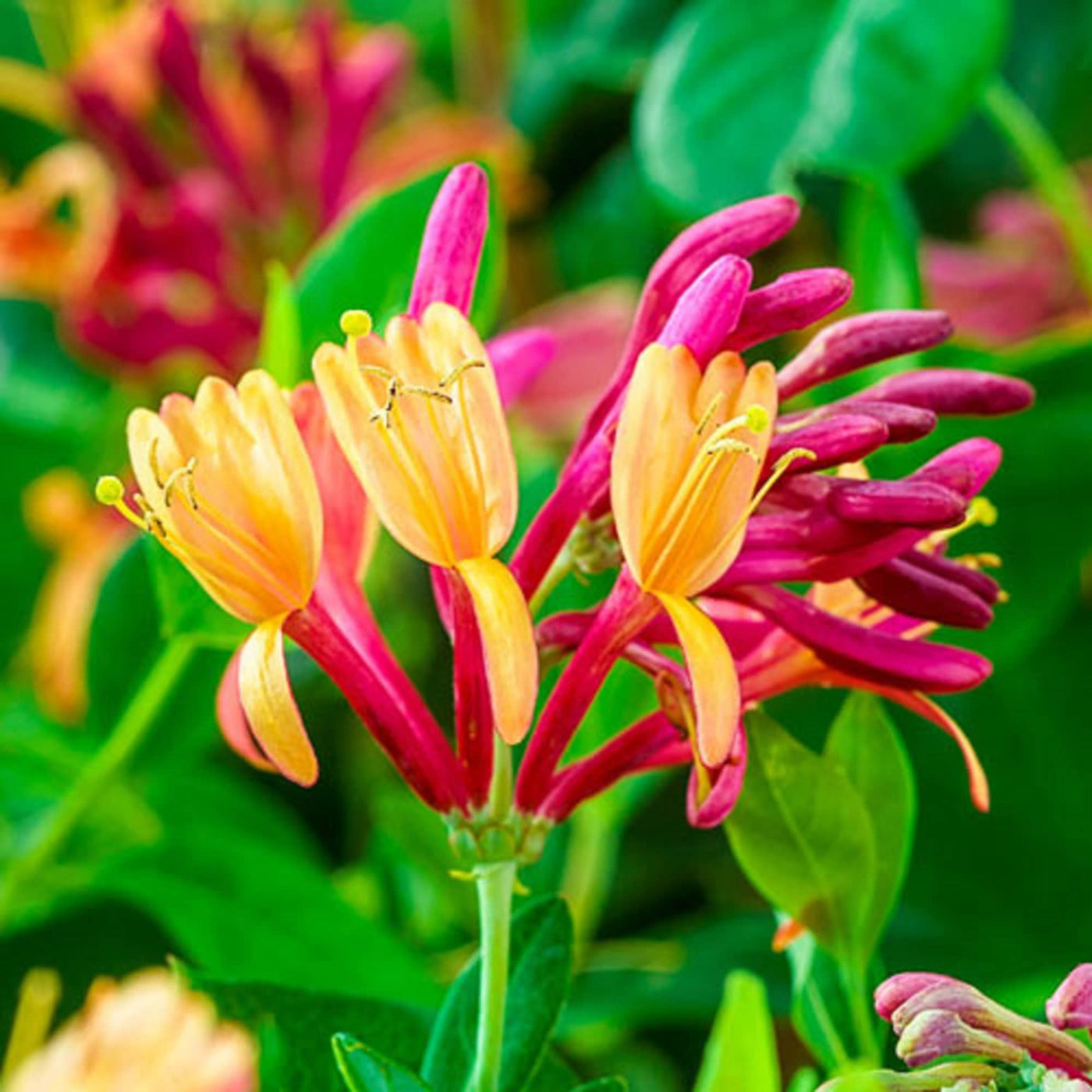 Gold Flame Honeysuckle Seeds