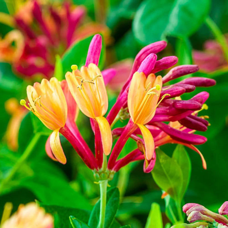 Gold Flame Honeysuckle Seeds