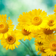 Dahlberg Daisy Seeds, Golden Blooms
