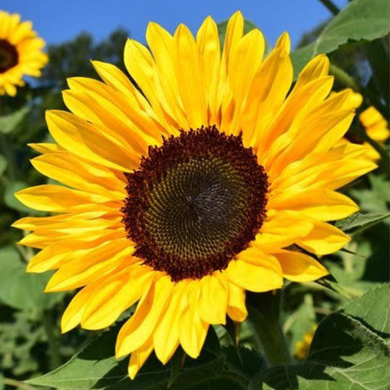 Dwarf Grey Stripe Sunflower Seeds