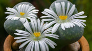Living Stones Succulent Lithops Seeds