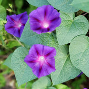 Purple Morning Glory Seeds
