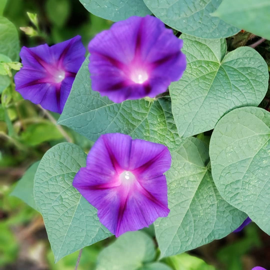 Purple Morning Glory Seeds