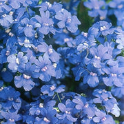 Blue Gem Nemesia Seeds