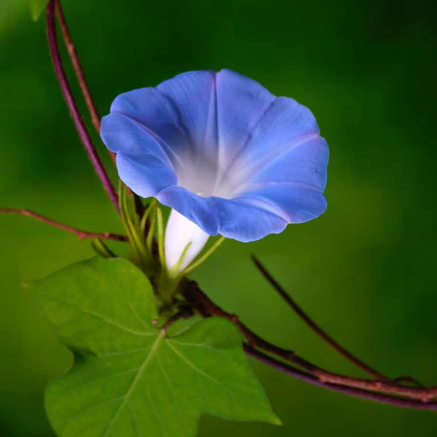 Blue Morning Glory Seeds