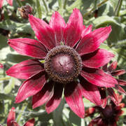 Cherry Brandy Rudbeckia Seeds