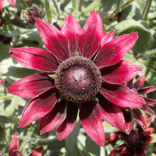 Cherry Brandy Rudbeckia Seeds