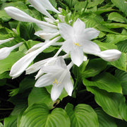 Fragrant Seeds, Hosta plantaginea