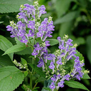 Blue Skullcap Scutellaria Incana Seeds