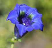 Scabra Gentiana Seeds
