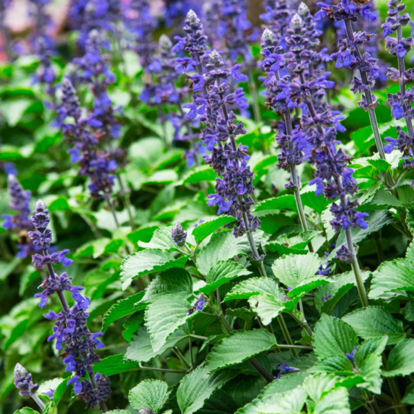 Blue Salvia Seeds