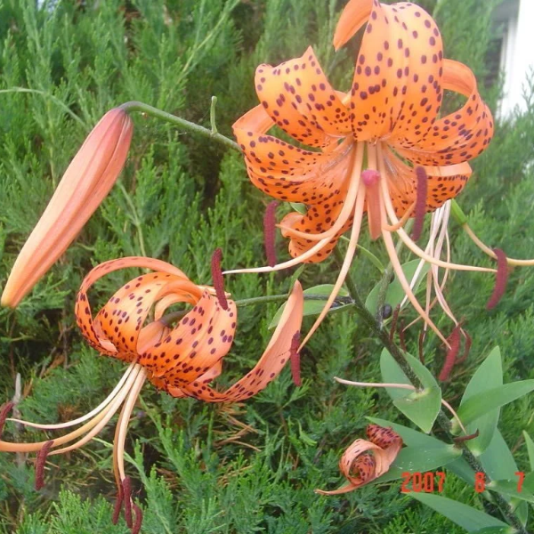 Orange Turk's Cap Lily Seeds