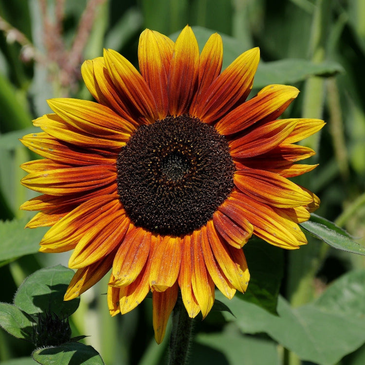Sunflower Indian Blanket Seeds