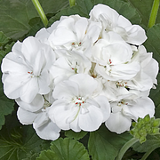 White Geranium Seeds