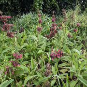 Hummingbird Sage Salvia Spathacea Seeds