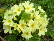 Perennial Primula Seeds