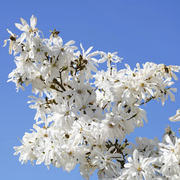 Star Magnolia Seeds