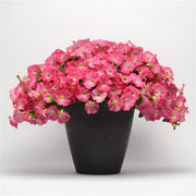 Easy Wave Rosy Dawn Petunia Seeds