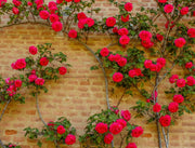 Red Climbing Rose Seeds