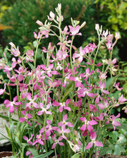 Evening Scented Stock Seeds